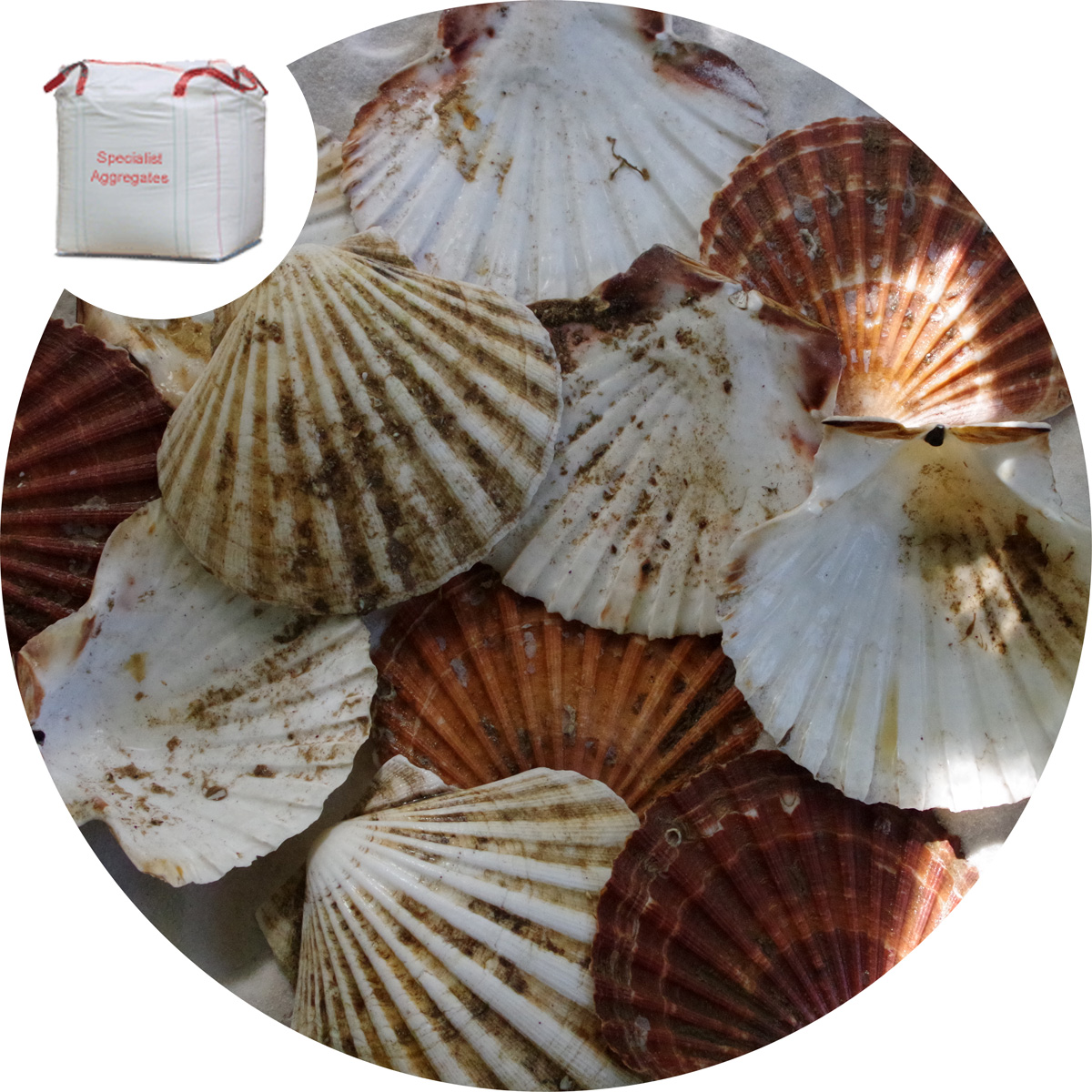 Buy Sea Shells Scallop Cups and Flats Specialist Aggregates Ltd